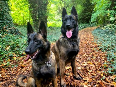 Purebred Belgian Malinois Puppies for Sale